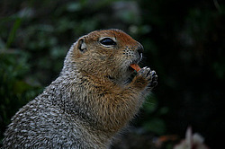 ������������ ������ (Spermophilus parryii) ����� ���� ���������, �������