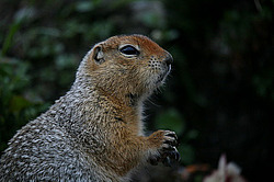 ������������ ������ (Spermophilus parryii) ����� ���� ���������, �������