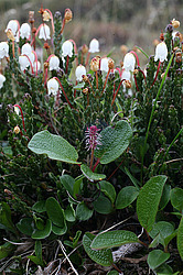 �������� ������, ������-�������� �������