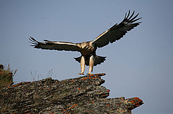 ������ (Buteo lagopus)