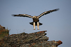 ������ (Buteo lagopus)