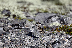 ������ ��������