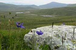 �����, ������