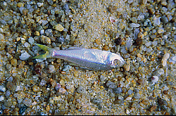 ����� �� ����� � ������������ ������ ������, �����