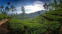 ���-�����, ������ ��������� � ����������� ���������