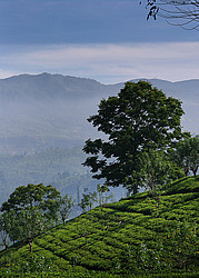 ���-�����, ������ ��������� � ����������� ���������