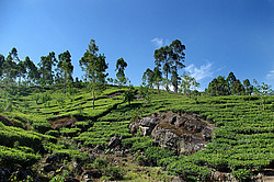 ���-�����, ������ ��������� � ����������� ���������