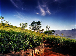 ���-�����, ������ ��������� � ����������� ���������