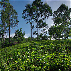 ���-�����, ������ ��������� � ����������� ���������