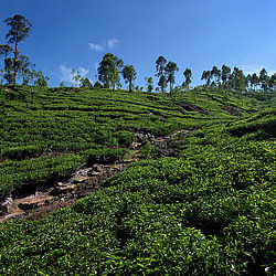 ���-�����, ������ ��������� � ����������� ���������