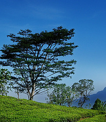 ���-�����, ������ ��������� � ����������� ���������