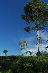 ���-�����, ������ ��������� � ����������� ���������