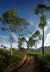 ���-�����, ������ ��������� � ����������� ���������