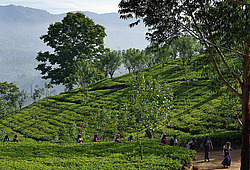 ���-�����, ������ ��������� � ����������� ���������