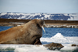 ���� (Odobenus rosmarus) ���