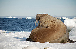 ���� (Odobenus rosmarus) ���