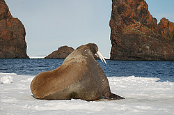 ���� (Odobenus rosmarus) ���
