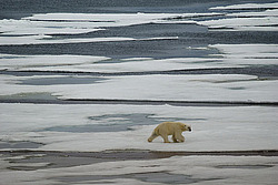 ����� ������� (Ursus maritimus)