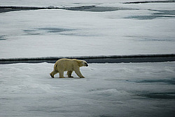 ����� ������� (Ursus maritimus)