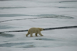 ����� ������� (Ursus maritimus)