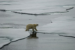 ����� ������� (Ursus maritimus)