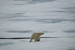 ����� ������� (Ursus maritimus) �� �����