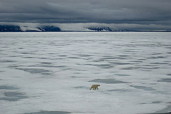 ����� ������� (Ursus maritimus)