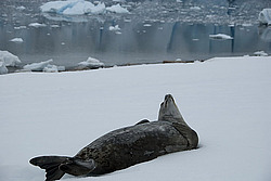 ������ �������� (Leptonychotes weddellii) ������� ��������� ����� (���������)