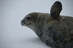 ������ �������� (Leptonychotes weddellii) ������� ��������� ����� (���������)