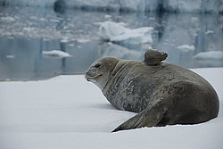 ������ �������� (Leptonychotes weddellii) ������� ��������� ����� (���������)