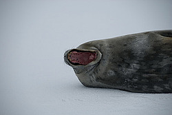 ������ �������� (Leptonychotes weddellii) ������� ��������� ����� (���������)