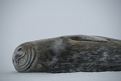 ������ �������� (Leptonychotes weddellii) ������� ��������� ����� (���������)