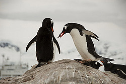 ����������������� ������� (Pygoscelis papua) �� ������� ��������� �����