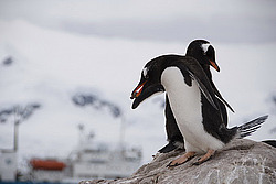 ����������������� ������� (Pygoscelis papua) �� ������� ��������� �����