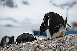 ����������������� ������� (Pygoscelis papua) �� ������� ��������� �����