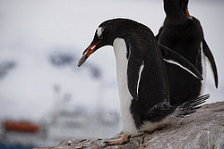 ����������������� ������� (Pygoscelis papua) �� ������� ��������� �����