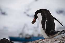 ����������������� ������� (Pygoscelis papua) �� ������� ��������� �����