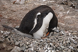 ����������������� ������� (Pygoscelis papua) �� ������� ��������� �����