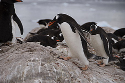 ����������������� ������� (Pygoscelis papua) �� ������� ��������� �����