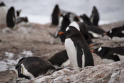 ����������������� ������� (Pygoscelis papua) �� ������� ��������� �����
