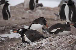 ����������������� ������� (Pygoscelis papua) �� ������� ��������� �����