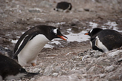 ����������������� ������� (Pygoscelis papua) �� ������� ��������� �����