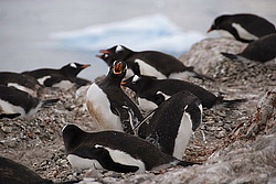 ����������������� ������� (Pygoscelis papua) �� ������� ��������� �����