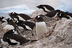 ����������������� ������� (Pygoscelis papua) �� ������� ��������� �����