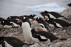 ����������������� ������� (Pygoscelis papua) �� ������� ��������� �����