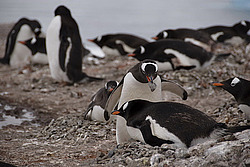 ����������������� ������� (Pygoscelis papua) �� ������� ��������� �����