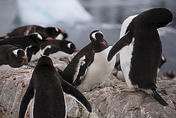 ����������������� ������� (Pygoscelis papua) �� ������� ��������� �����