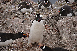 ����������������� ������� (Pygoscelis papua) �� ������� ��������� �����