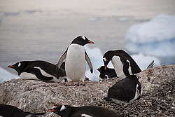 ����������������� ������� (Pygoscelis papua) �� ������� ��������� �����
