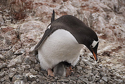 ����������������� ������� (Pygoscelis papua) �� ������� ��������� �����